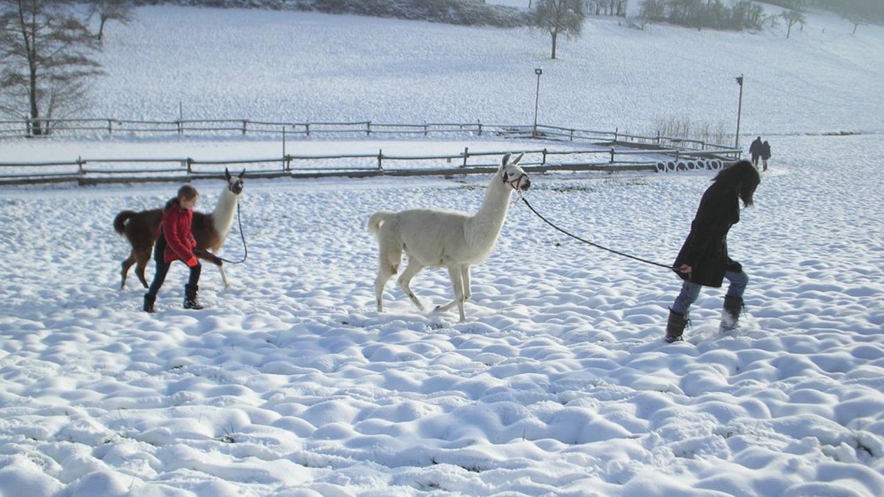 Lamatrekking Lamatrekking